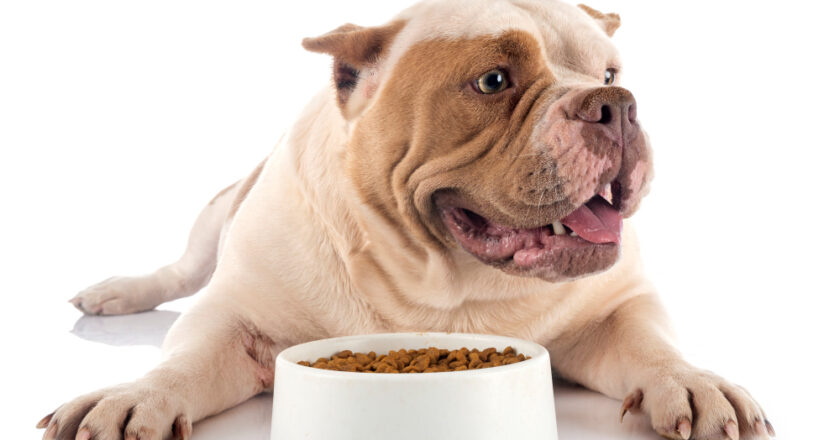 Farmina karma dla psa – dlaczego warto ją wybrać?
