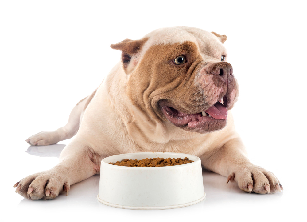 Farmina karma dla psa – dlaczego warto ją wybrać?