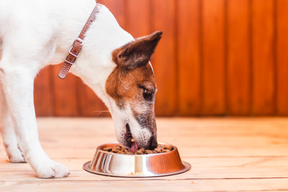 Karmy dla psów Arion – czyli wszystko, co powinniśmy o nich wiedzieć i dlaczego warto je kupić?